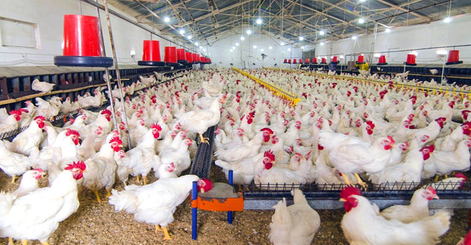 ConsumerConnect | Nutrition Security: Nigerian Poultry Farmers Hopeful ...