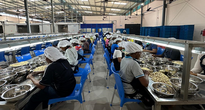 PIDG: GuarantCo supports construction of cashew processing plant in Nigeria